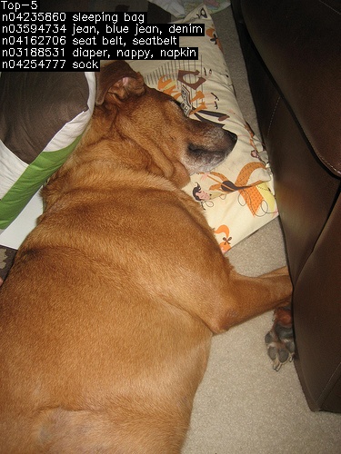 _images/mobilenet_v2_fp32_bmodel_1.JPEG